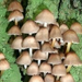 Cifra kígyógomba - Mycena inclinata