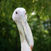 pelikán portré