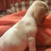 beagle profil