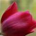 Lágy tulipán