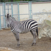zebra IMGP7202