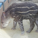 tapirkolyok IMGP7451
