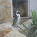 papaszemes pingvin IMGP7196