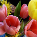 P1110296 tulipánok