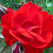 P1130722 piros rózsa