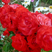 P1320955 rózsa