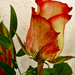 P1330029 rózsa