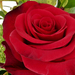 P1320983 rózsa