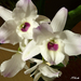 P1330129 orhidea