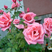 P1330147 rózsa