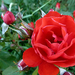 P1320724 rózsa