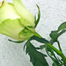 DSCN3479 rózsa
