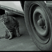 Rosszéletű macskák - Az autótolvaj