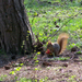 Misi mókus falatozik