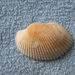 Félpúpos kagyló