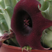 Huernia schneiderana