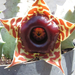 Huernia zebrina ssp. insigniflora