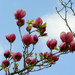 virágzó liliomfa