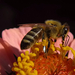 szomjas méhecske