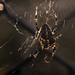 Ellenfényes araknofóbia - Pók