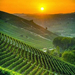Italy's Vineyards at Sunrise
