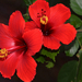 Hibiscus-rosa-sinensis