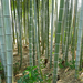 Bambuszok