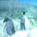 Pingvinek üveg mögött
