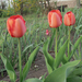 Piros tulipánjaim