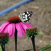 Echinacea lepkével